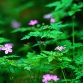 Forest_flowers-1.jpg