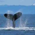 Humpback_Whale.jpg
