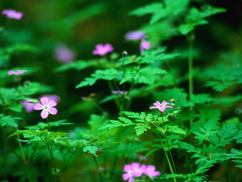 Forest flowers-1
