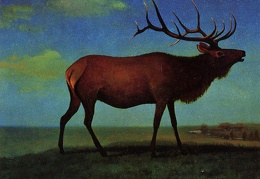 Bierstadt Albert Elk