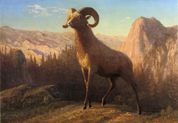 Bierstadt Albert A Rocky Mountain Sheep Ovis Montana