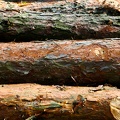 Business_wood_textures_9.jpg