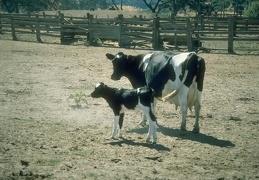 Animals Cow 29