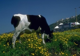 Animals Cow 26