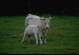 Animals Cow 05
