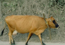 Animals Cow 11