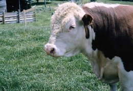 Animals Cow 13