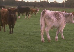 Animals Cow 24