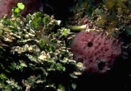 sea life 148