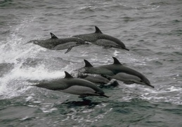 Dolphins and whales 11