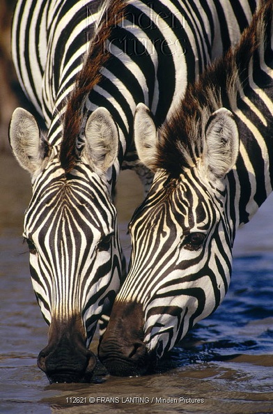 Zebras3.jpg
