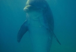 Dolphins and whales 114