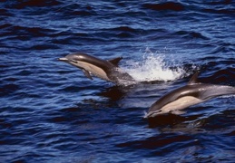 Dolphins and whales 15