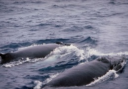 Dolphins and whales 06