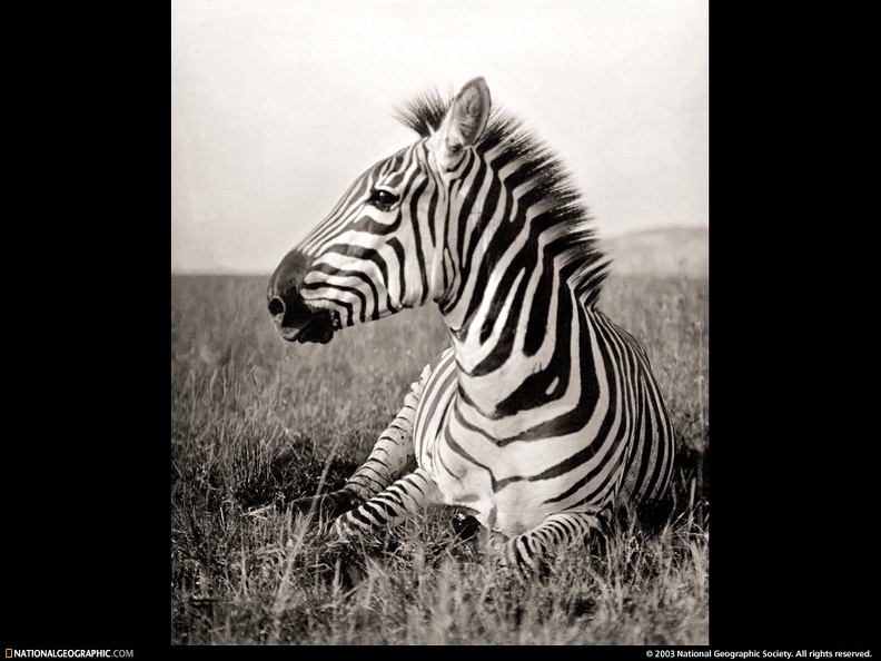 Zebra_12.jpg