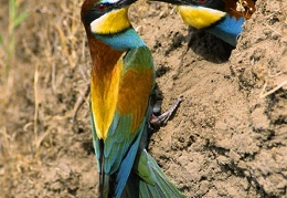 EUROPEAN BEE-EATER Merops apiaster  PAIR AT NEST HOLE