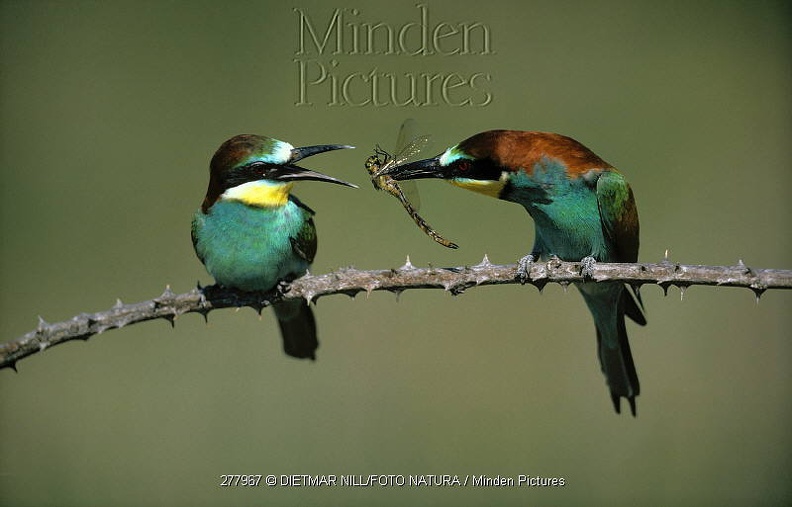 BEE-EATER_Merops_apiaster__MALE_GIVES_DRAGONFLY_TO_FEMALE_IN_COURTSHIP_RITUAL__EUROPE.jpg