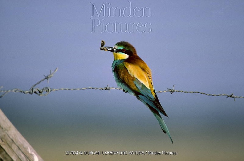 BEE-EATER_Merops_apiaster__PERCHED_ON_BARBED_WIRE_WITH_AN_INSECT_IN_ITS_BEAK__EUROPE.jpg