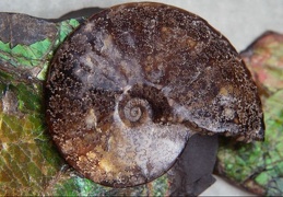 snails 4