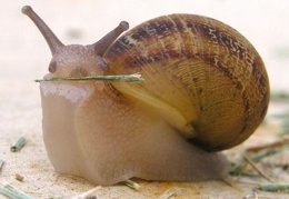 snails 1
