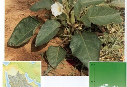 Wild plants in Jubail and Yanbu 149