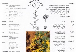 Wild plants in Jubail and Yanbu 144