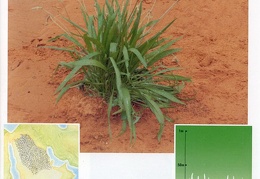Wild plants in Jubail and Yanbu 129