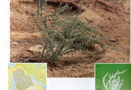 Wild plants in Jubail and Yanbu 151