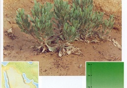 Wild plants in Jubail and Yanbu 131
