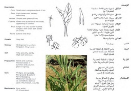 Wild plants in Jubail and Yanbu 146