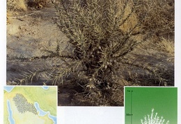 Wild plants in Jubail and Yanbu 97