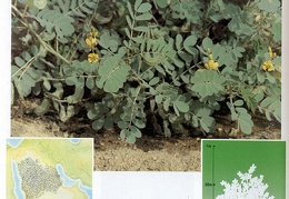 Wild plants in Jubail and Yanbu 99