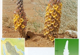 Wild plants in Jubail and Yanbu 125