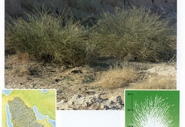 Wild plants in Jubail and Yanbu 137