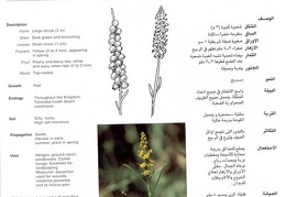 Wild plants in Jubail and Yanbu 136