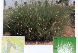Wild plants in Jubail and Yanbu 80