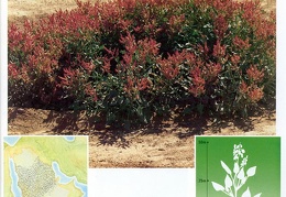 Wild plants in Jubail and Yanbu 135