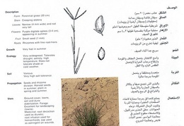 Wild plants in Jubail and Yanbu 81