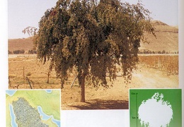Wild plants in Jubail and Yanbu 143
