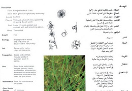 Wild plants in Jubail and Yanbu 132