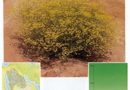 Wild plants in Jubail and Yanbu 145