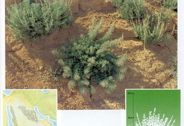 Wild plants in Jubail and Yanbu 139