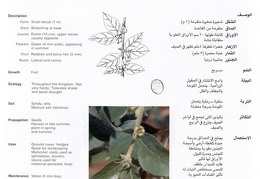 Wild plants in Jubail and Yanbu 154