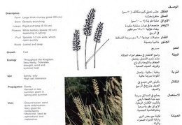 Wild plants in Jubail and Yanbu 83