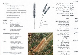 Wild plants in Jubail and Yanbu 79