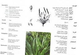 Wild plants in Jubail and Yanbu 128