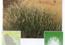Wild plants in Jubail and Yanbu 84