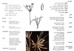 Wild plants in Jubail and Yanbu 73