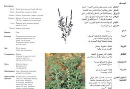 Wild plants in Jubail and Yanbu 138