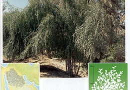Wild plants in Jubail and Yanbu 141